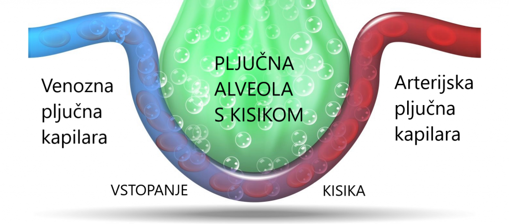Kisik v možgane - pljučne alveole - Schumannovi geo impulzi Bionis in Zaper Zaperino