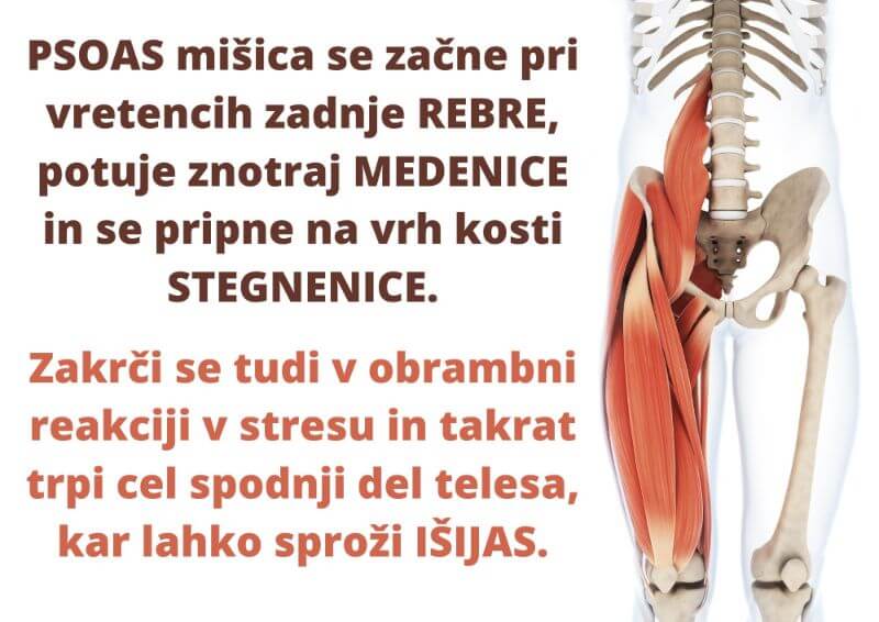 PSOAS mišica se začne pri vretencih zadnje rebre, potuje znotraj MEDENICE in se pripne na vrh kosti STEGNENICE. ZAPER dr. Clark